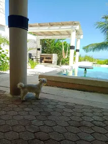 Entire House on the Seashore in Chicxulub Puerto, Yuc, Riviera Yucateca Mex - Piscine