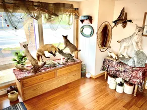 Forest Lake Motel - Réception