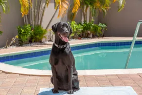 Residence Inn Tampa Oldsmar - Piscine