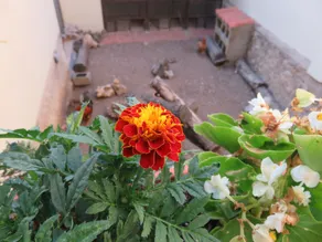 Self Catering Can Cabano for 8 People - Piscina