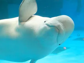 Kamogawa Sea World Hotel - Piscine