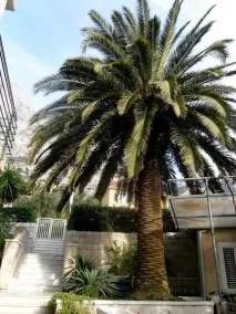 Palma Apartments - Pool