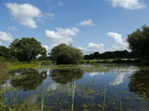 ALDER LODGE, familienfreundlich, mit Pool in Newton Abbot, Ref 1017324 - Pool