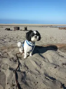 Beachside Aptos -- Quick Walk to Beach, Pet Friendly, WIFI, Washer & Dryer - Image 3