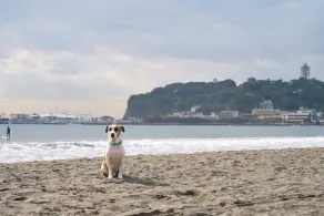 R.Kamakura - Image 2