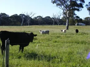Breakaway Farmstay Victor Harbor - Image 5