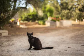Masseria Fracchicchi - Image 2