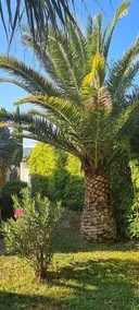 Little charming house in the Gulf of Saint Tropez - Image 4