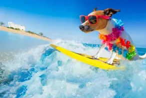 Changes In Latitude Pet Friendly Retreat - Image 2