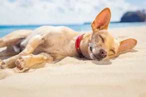 Paws Up Cottage - Image 4