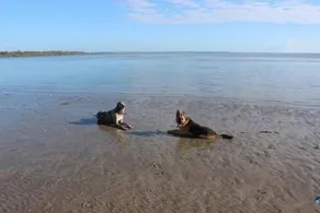 Beach Hound (kæledyr er velkomne) - Image 4