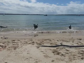 La cabane de Jack - Burrum Heads - Détendez-vous, pêchez et nagez - Image 3