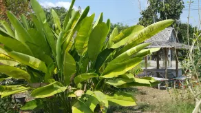 Baanpoonana - Image 5