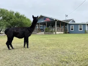 Boka din minisemester på GBAR Alpaca Ranch med utsikt över Lake Corpus Christi - Image 4