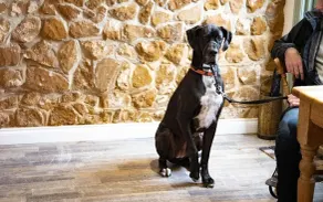The Stables - Self Catering Chalets by the Beach - Dog Friendly - Image 2