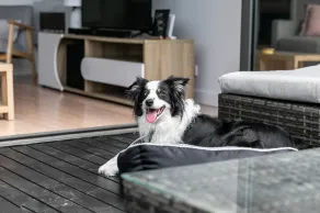 Ocean Grace by the River and Ocean Pet Friendly - Image 2