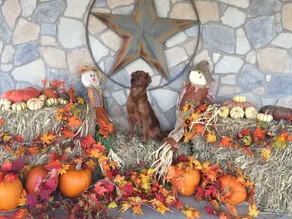 Welcome to DD's Country BnB-50acres-NR:Winery/Goodfellow,San Angelo,Pet Friendly - Image 3