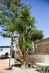 Yasmine Apartments and Rooms - Image 5
