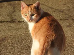 Fattoria in un villaggio cluniacense - Image 3