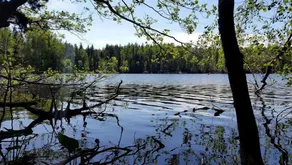 Newly renovated vacation apartment on the edge of the forest - Image 5