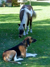 vacation on the farm - Image 2