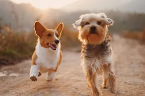 Private pet friendly, No cleaning Fees - Image 2