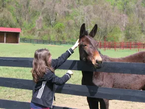 Gelassenheit und Abenteuer auf der historischen Blue Ridge Farm - Image 2