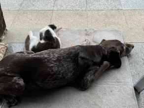 Fantastica casa accogliente e familiare con giardino e griglia | Vista sulla natura | Ammette cani - Image 2