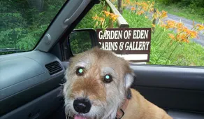 Privat / afsondret hytte i Mature Woods ved Nat`l Park kort gåtur til Creek Pets OK - Image 3