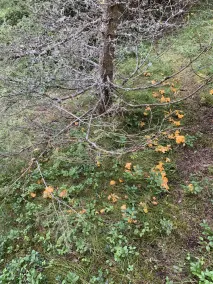 Hyggelig lejlighed på 1420m højde midt i naturen på den økologiske gård - Image 5