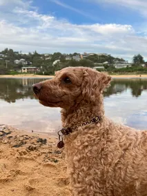 Castaway Macmasters Beach House | Opposite beach path | Pet friendly - Image 4