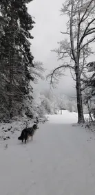 Direct location on the edge of the forest with high-quality wellness area Pet-friendly! - Image 2