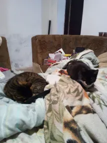 small town house - Image 4