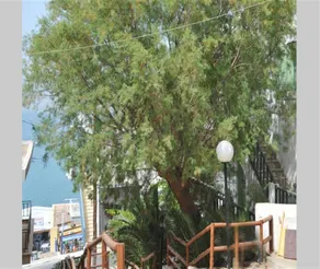 Elounda Apartments Cozy & Family (1b) - Image 2