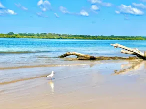 Seaview - Pet-Friendly - Panoramic Ocean Views - Opposite Shaws Bay - East Ballina - Image 4