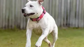 Pet Friendly Home, Pool and Endless Entertainment - Image 3