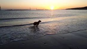 Dog Friendly Cosy Thatched Cottage Footsteps from BLUE FLAG beach with log fire - Image 3