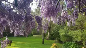 Wisteria Cottage Augusta - Image 2