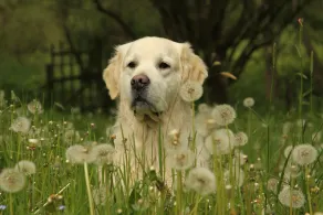 In a country house,  park, rural, in the mountains, idyllic loc., pets consid. - Image 2