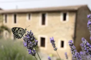 Gîte de la Lavande - Image 2