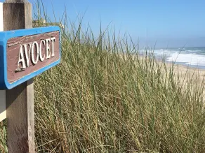 At The Beach! Insanely Great Beach House, Ocean Views, Relaxation & Pickleball - Image 3