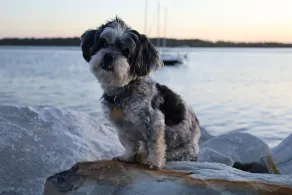 Joey's at Iluka - Bring the boat - Image 3