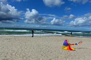 Baltic Sea wind at the edge of the forest - Image 4