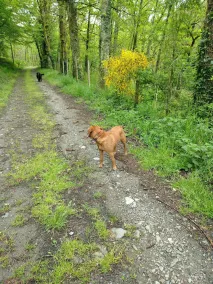 Beautifully Renovated, French Barn, Pet Friendly with WIFI - Image 2