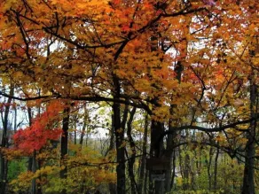 Country Charm Cabin  - Image 5