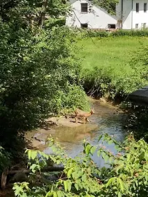 Urlaubspension Die Mühle - Image 4