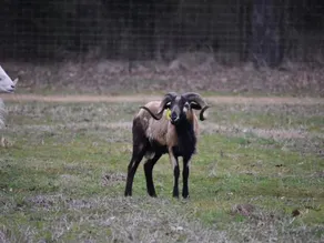 RV Spot on *Exotic Animal Ranch* Campground. BRING YOUR RV - Image 4