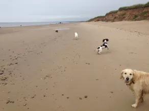 Cozy Dog Friendly Cottage Near Bridlington - Image 3