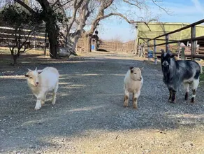 Country Stay with Ranch Experience - Image 2