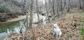 Urban Oasis I Large 2bd/1ba I Surrounded by Nature I 30 mins to DC - Image 2